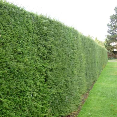 Yew Hedging - Pot Grown