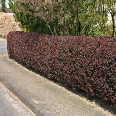 Berberis Hedging Purple - Pot Grown