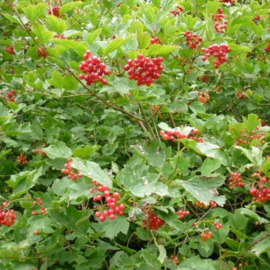 Viburnum Opulus or Guelder Rose Native Hedging Shrub