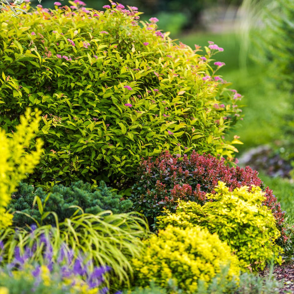 Shrubs