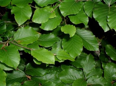 Beech (Fagus sylvatica) Pot Grown