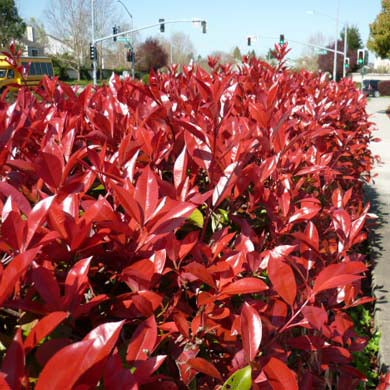 Photinia Red Robin Hedge