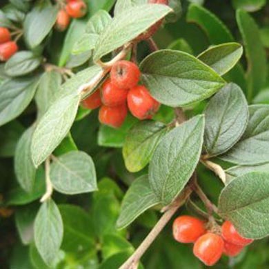 Cotoneaster Hedging - Pot Grown