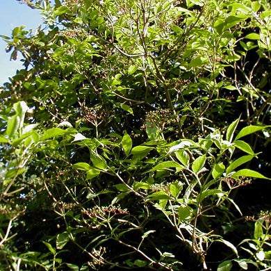 Elder Berry (Sambucus Nigra) Hedging Plants Bare Root