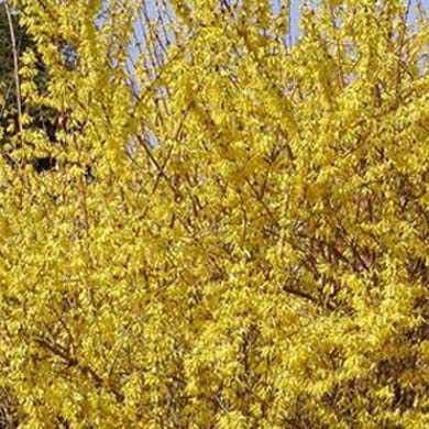 Forysthia Hedging Bare Root