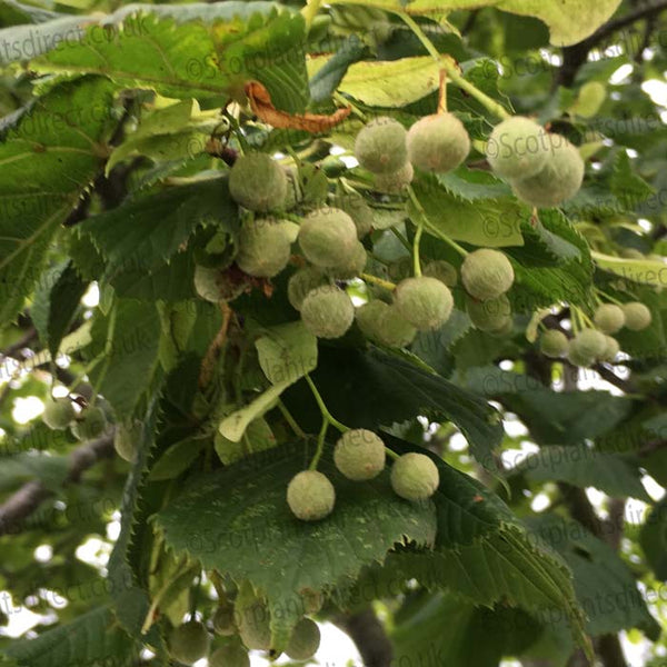 Hazel Hedge- Corylus