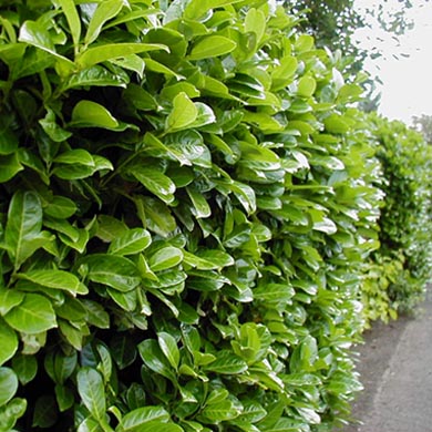 Laurel (prunus) Hedging