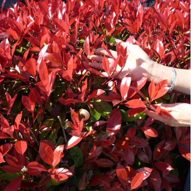 Photinia Red Robin (x fraseri) Pot Grown