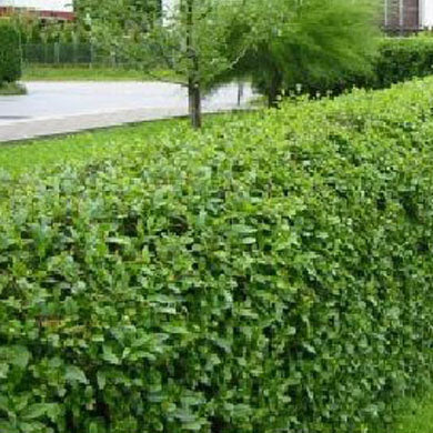 Privet Hedging - Pot Grown