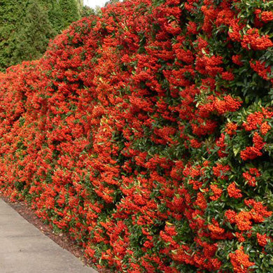 Pyracantha Hedge - Pot Grown