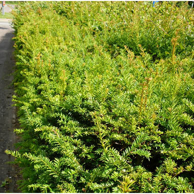Yew (Taxus baccata) Hedging