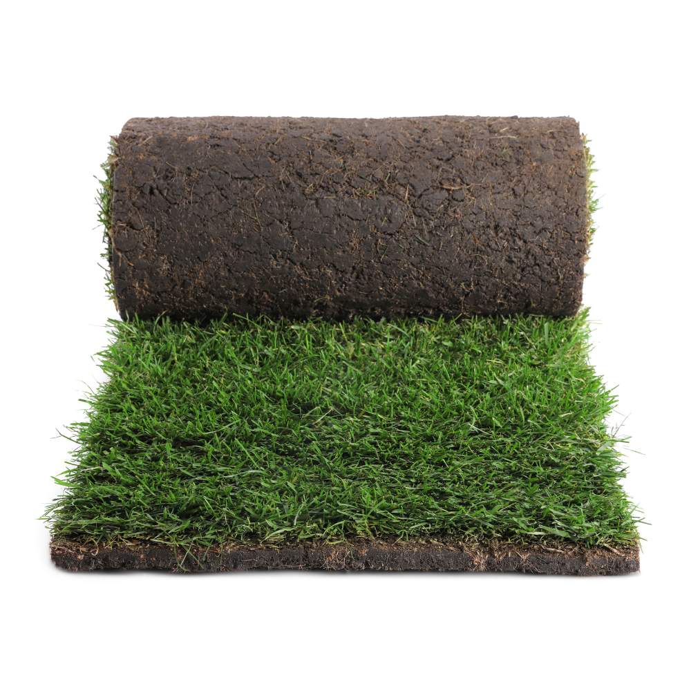 Premium Lawn Grass Turf