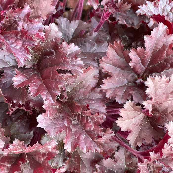 Heuchera Palace Purple