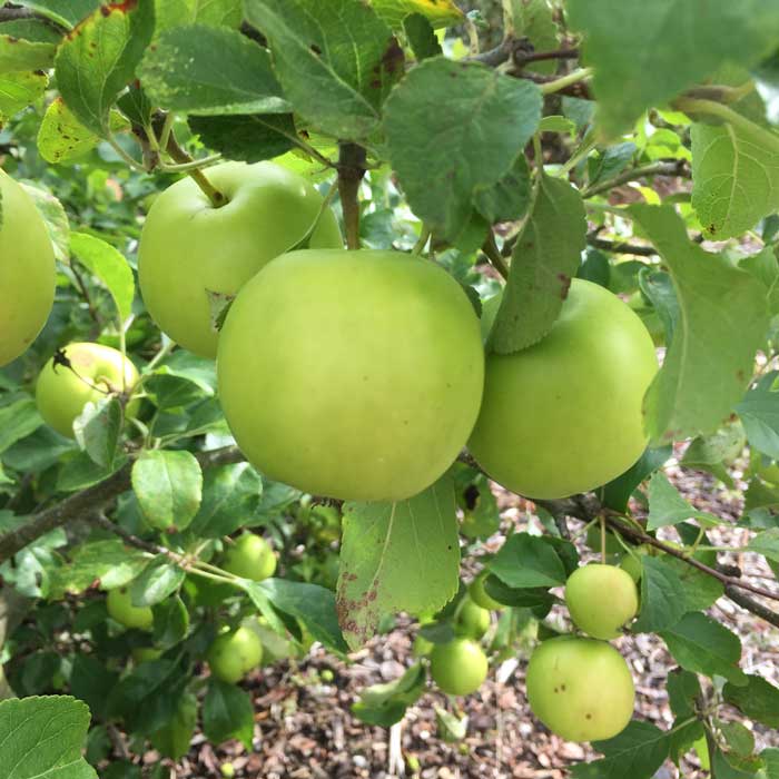 Apple Granny Smith Tree Dessert Self Fertile