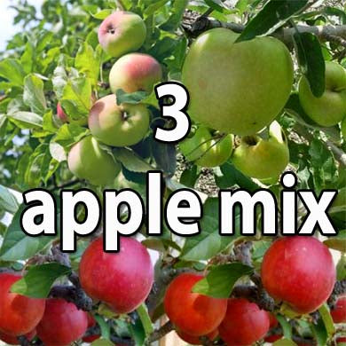 Three Apple Fruit Tree Mix