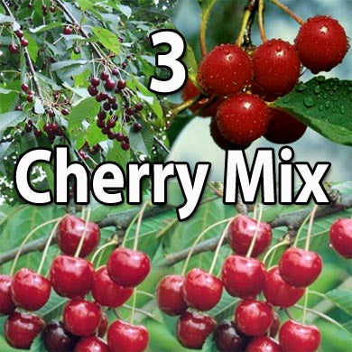 Three Cherry Fruit Tree Mix