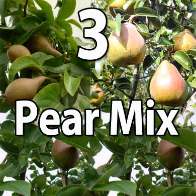 Three Pear Fruit Tree Mix
