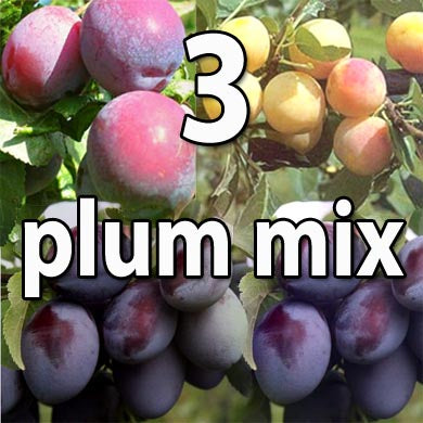 Three Plum Self Fertile Fruit Tree Mix