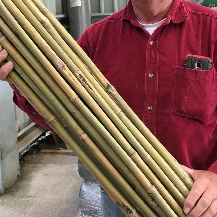 4ft Extra thick Bamboo Canes