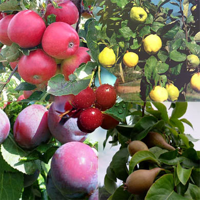 Five Bareroot Fruit Tree Mix