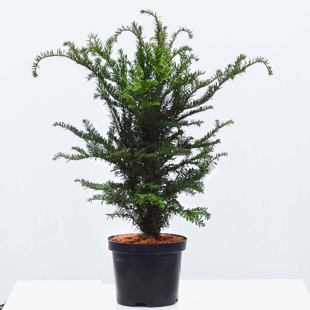 60-90cm Pot Grown Taxus Baccata English Native Yew Hedge