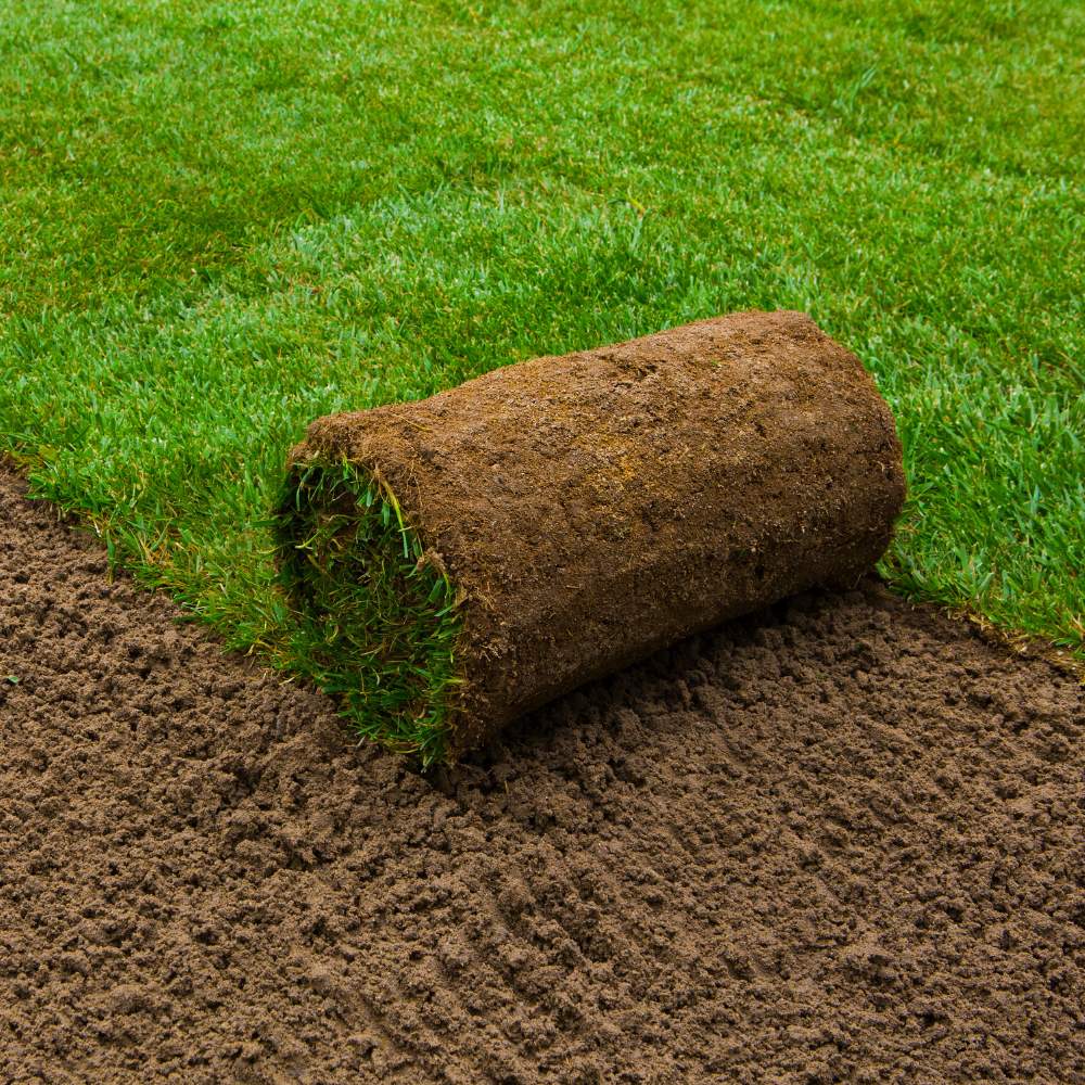 Premium Lawn Grass Turf