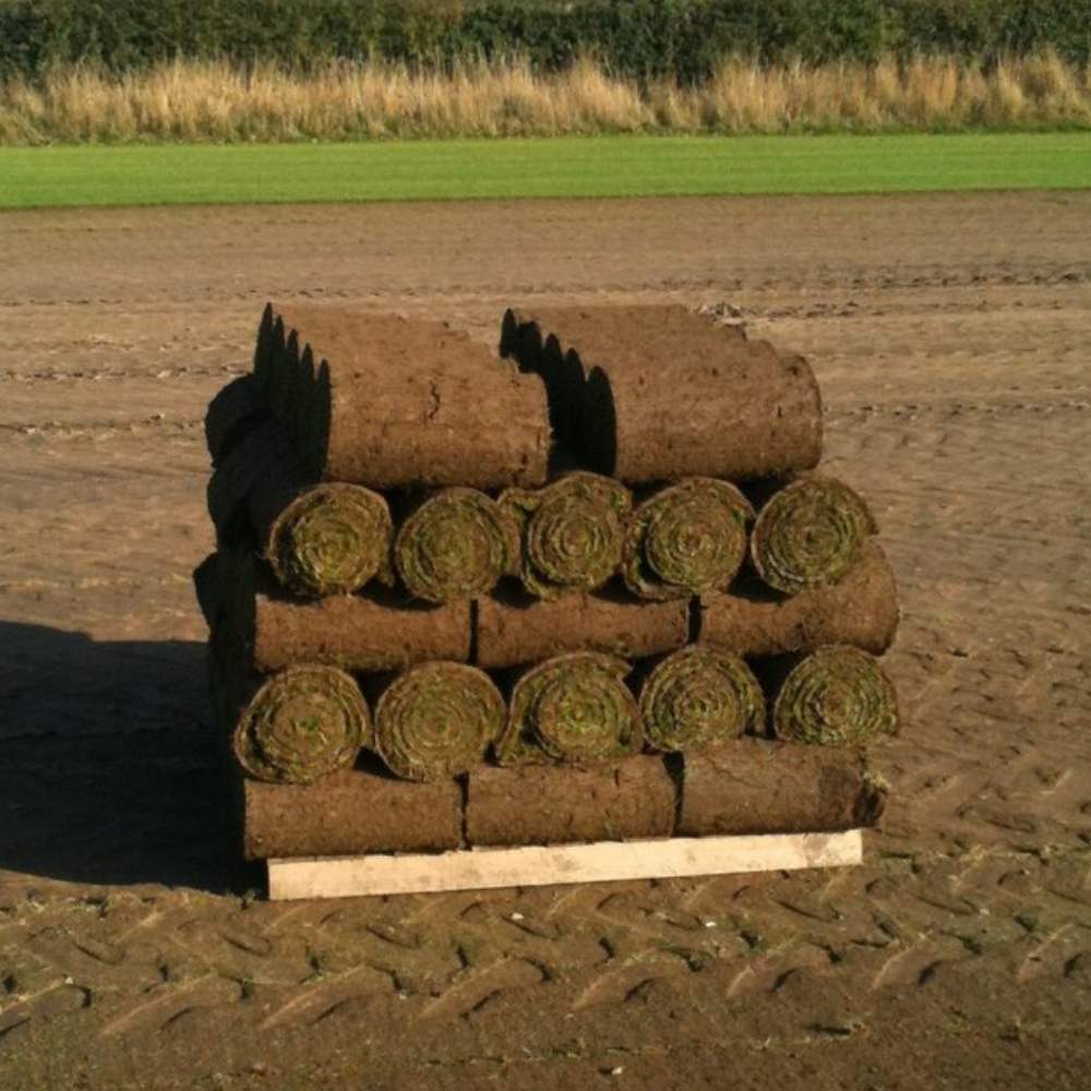 Premium Lawn Grass Turf