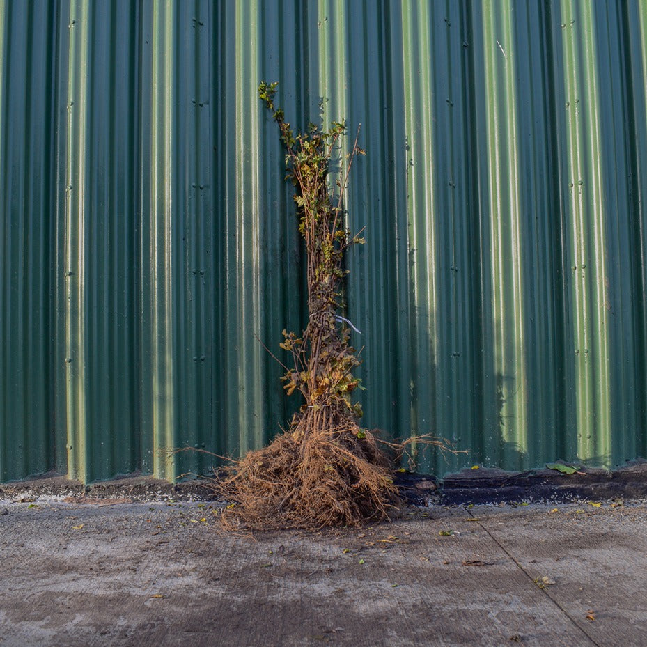 Field Maple 100/125cm Bare Root (Acer campestre)
