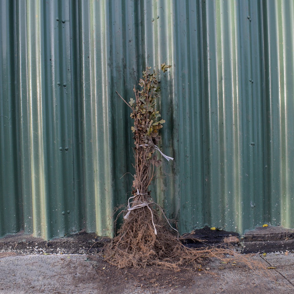 Field Maple 40/60cm Bare Root (Acer campestre)