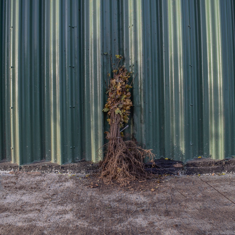 Field Maple 60/80cm Bare Root (Acer campestre)