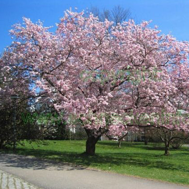 Prunus accolade Flowering Cherry Bareroot Tree 150-165cm