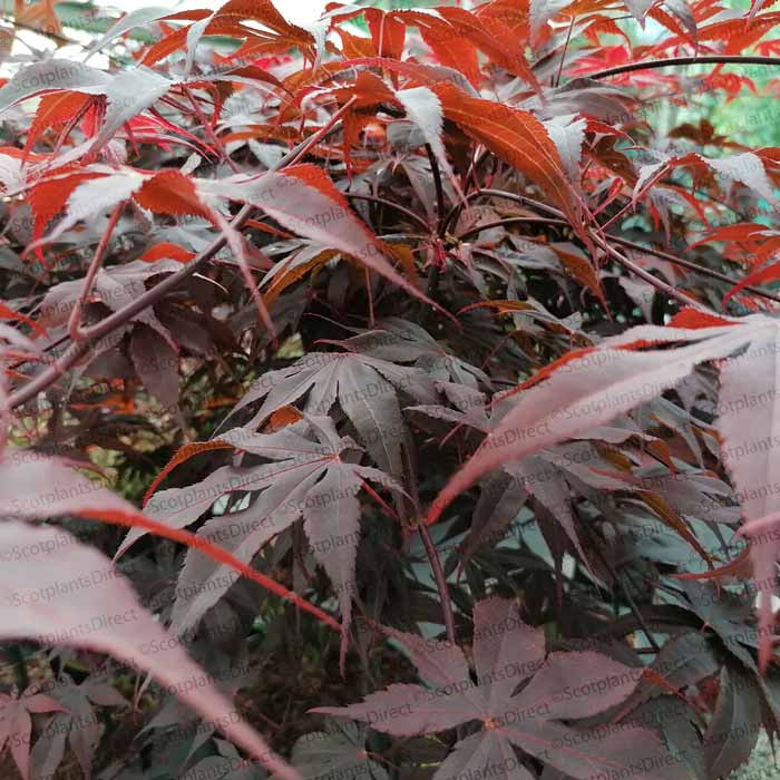 Acer palmatum Bloodgood Japanese Maple