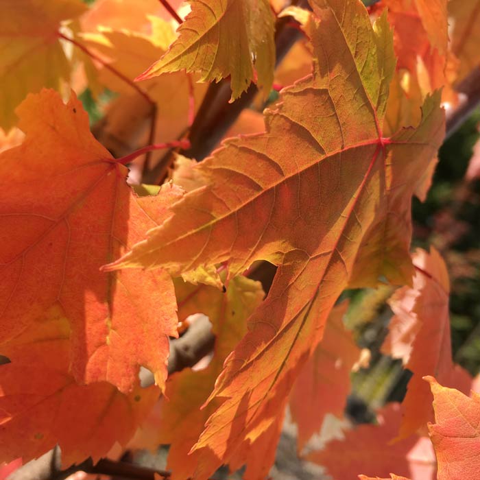 Acer rubrum October Glory Bareroot Maple Tree