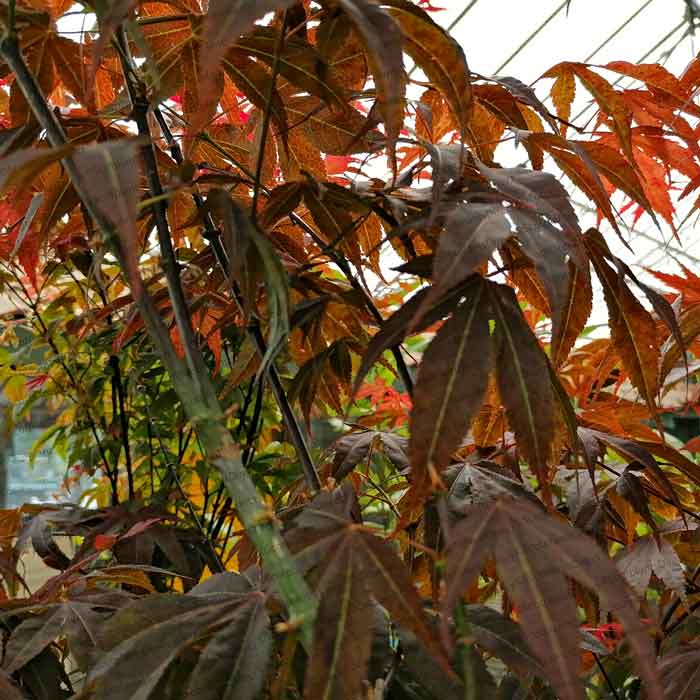 Acer palmatum Atropurpureum Japanese Maple