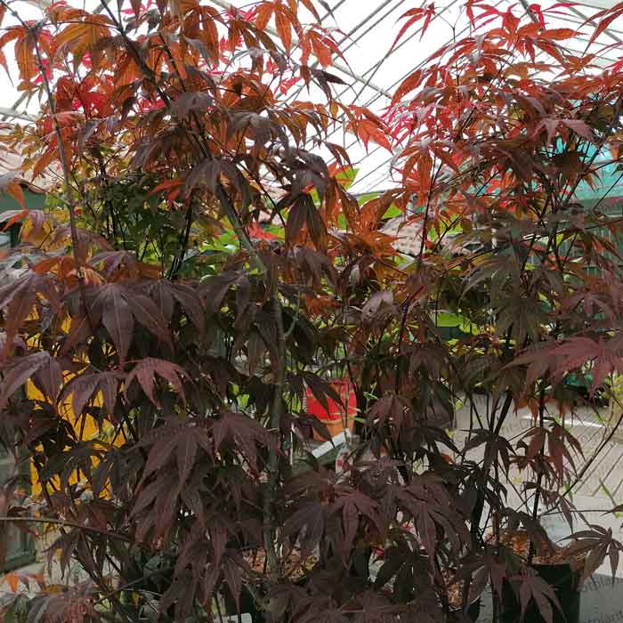 Acer palmatum Atropurpureum Japanese Maple