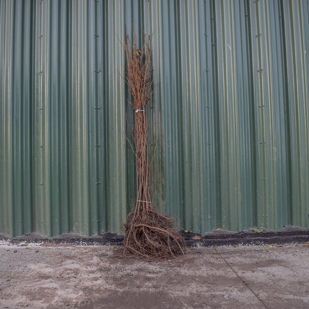 Common Alder 100/125cm Bare Root (Alnus glutinosa)