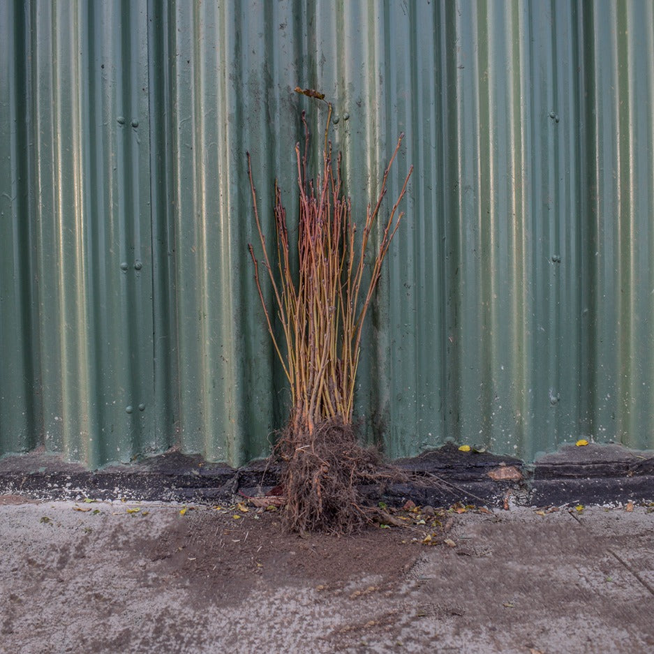 Common Alder 40/60cm Bare Root (Alnus glutinosa)