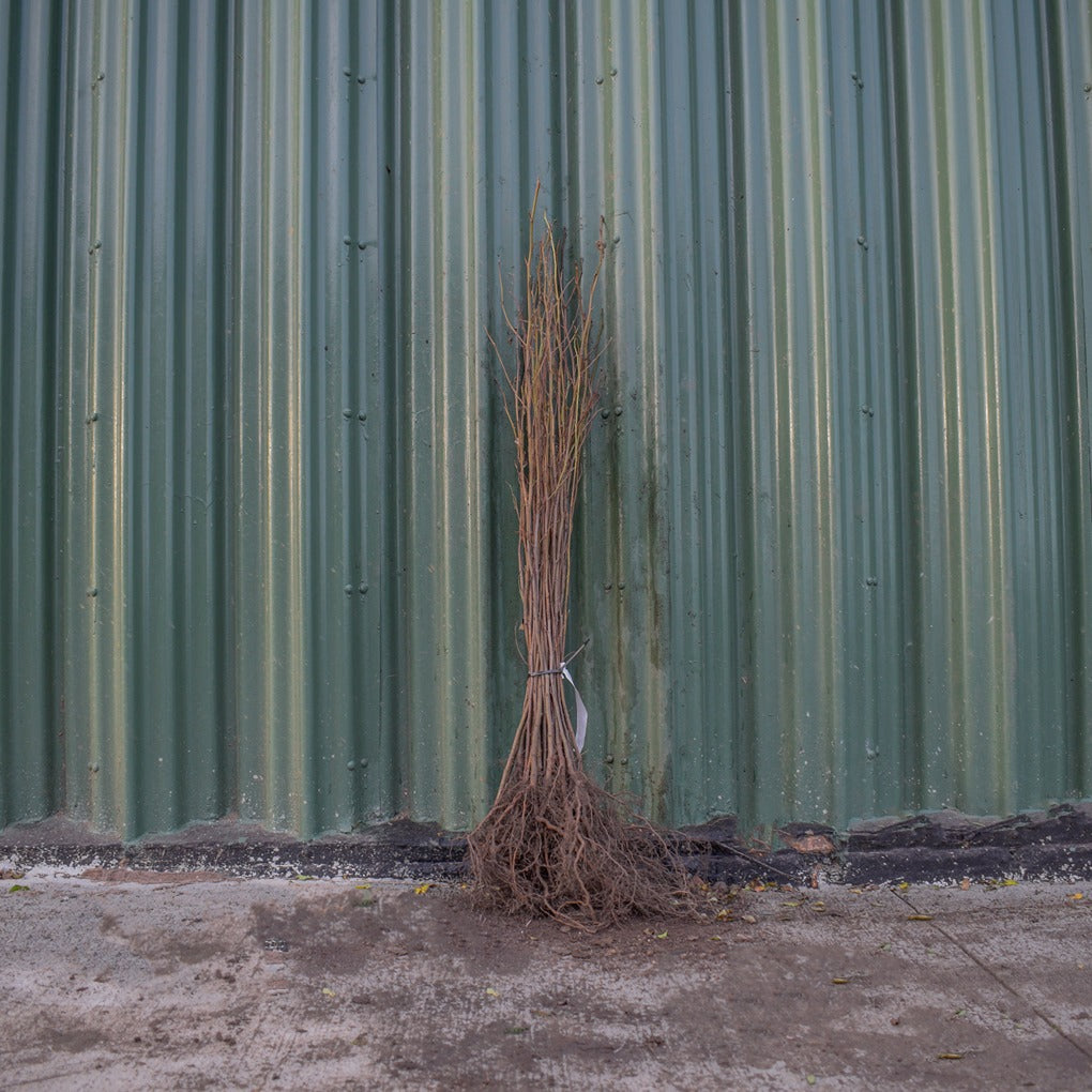 Common Alder 60/80cm Bare Root (Alnus glutinosa)