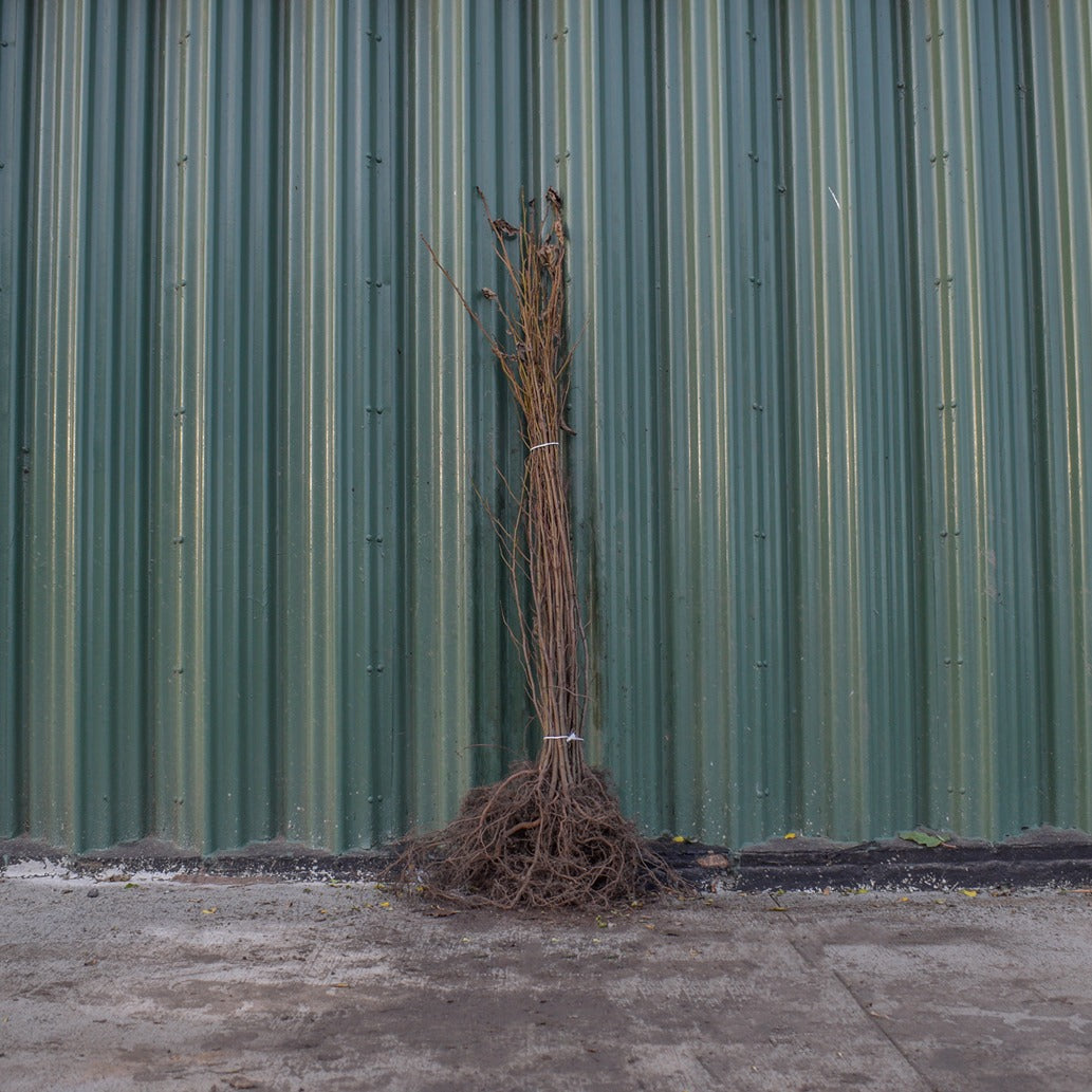 Common Alder 80/100cm Bare Root (Alnus glutinosa)