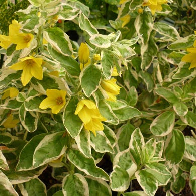 Lysimachia Alexander