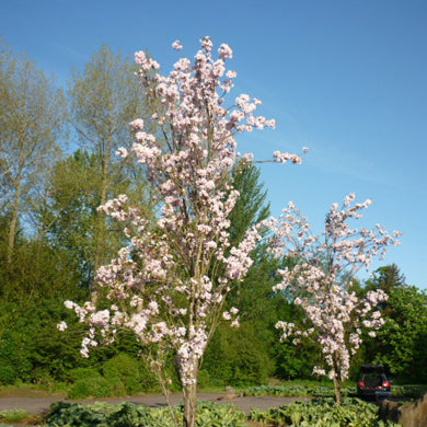 Prunus Amanogawa Japanese Flowering Cherry Pot Grown Tree 150-175cm