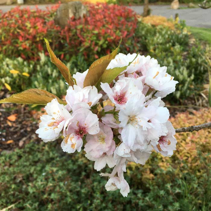 Prunus serrulata Amanogawa Japanese Flowering Cherry Tree