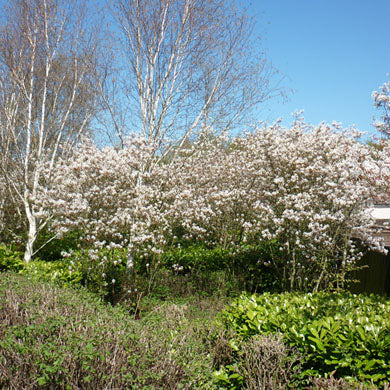 Juneberry 40/60cm Bare Root (Amelanchier canadensis)