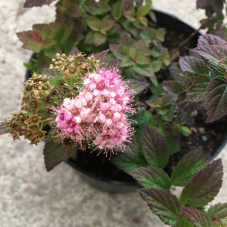 Spiraea japonica Alpina Nana