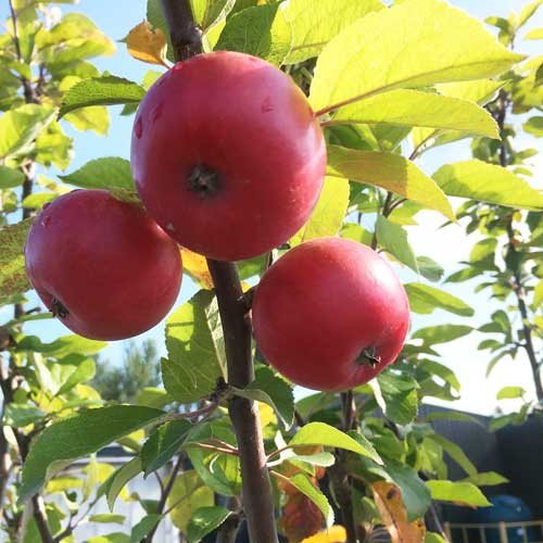 Apple Tree Discovery Dessert