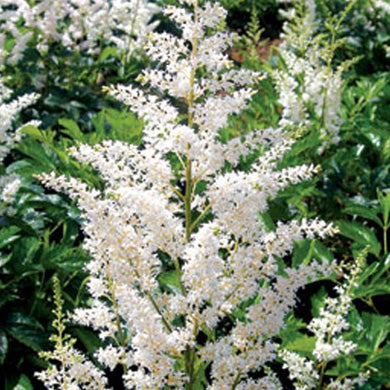 Astilbe Snowdrift Pot Grown