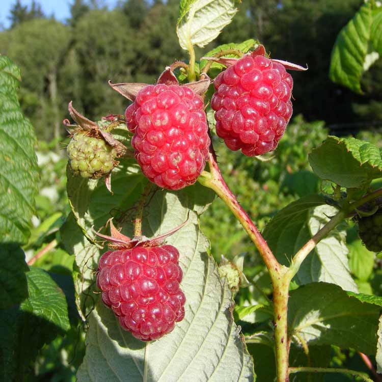 Scottish Grown Pot Grown Raspberry Cane Rubus Autumn Bliss Fruiting