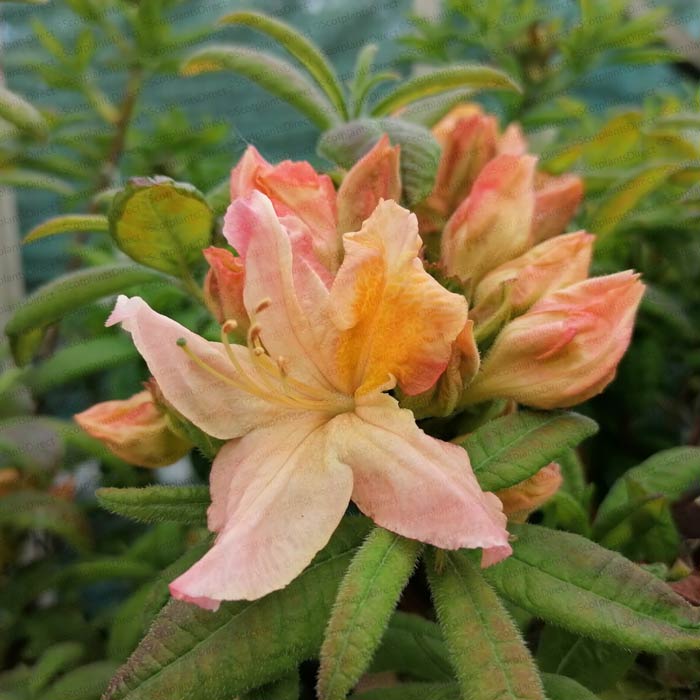 Azalea Berryrose Rhododendron Exbury Azalea