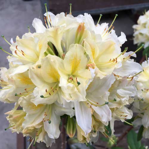 Azalea Knaphill Daviesii Rhododendron