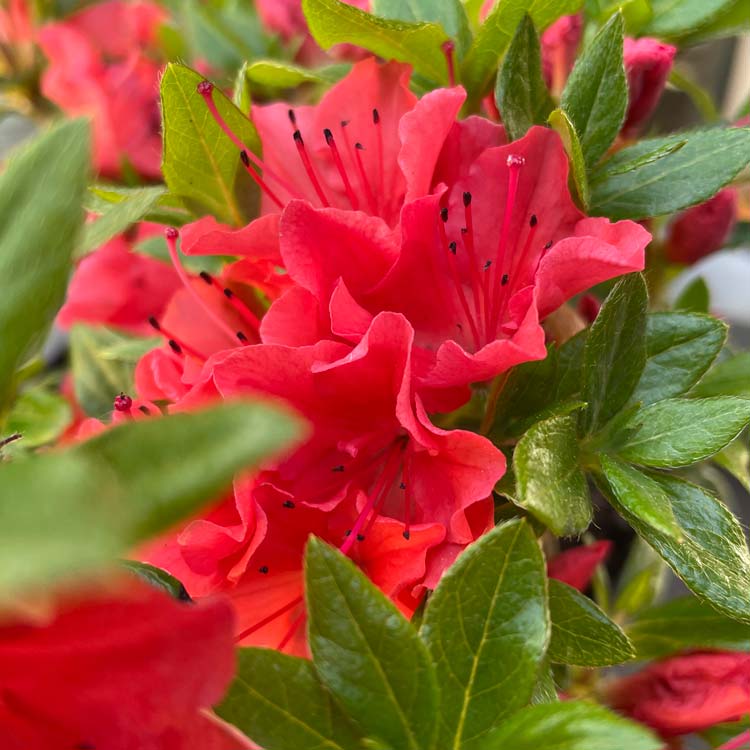 Azalea Geisha Orange Evergreen
